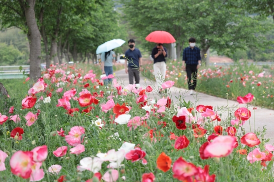 의령 화정 ‘국내 최장 3km 양귀비 꽃길 로드’ 눈길